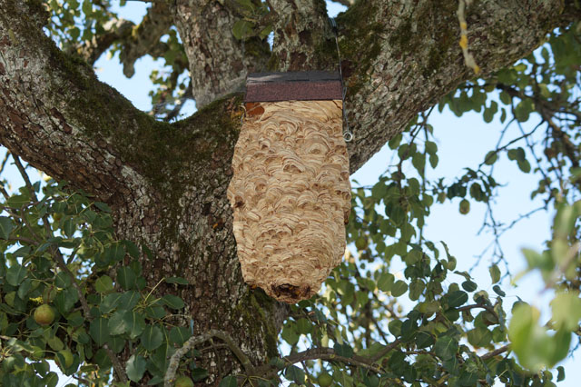 Hornissennest in Vogelnistkasten