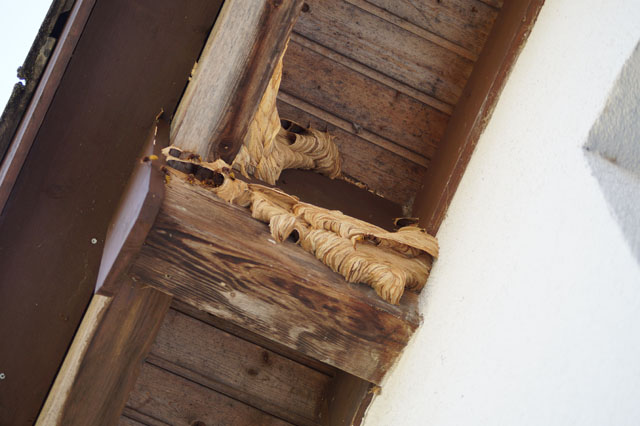 Hornissennest ber Dachbalken
