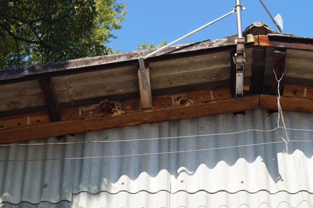 Hornissennest in Vogelnistkasten