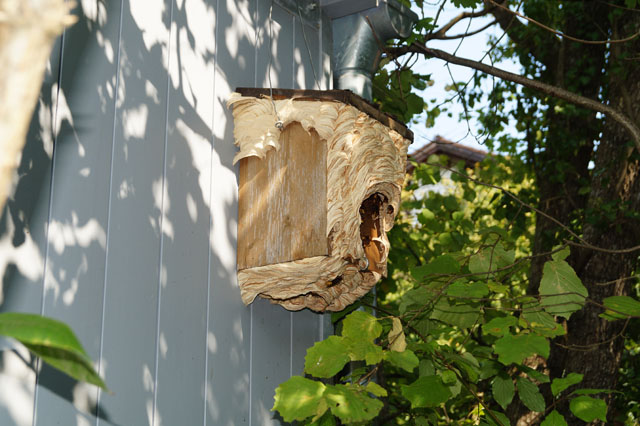 Hornissennest in Vogelnistkasten