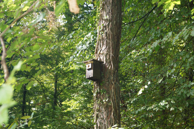 Hornissennest in Vogelnistkasten