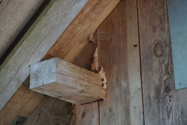 Hornissennest in Waldhtte