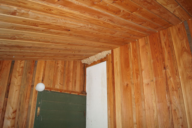 Hornissennest in Waldhütte