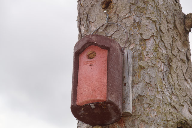Hornissennest in Vogelnistkasten