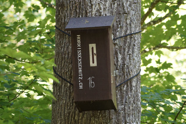 Hornissennest in Hornissenkasten 16