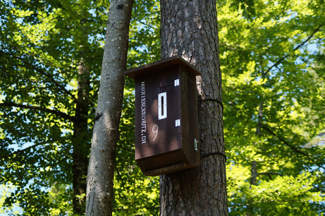 Hornissennest in Hornissenkasten 9