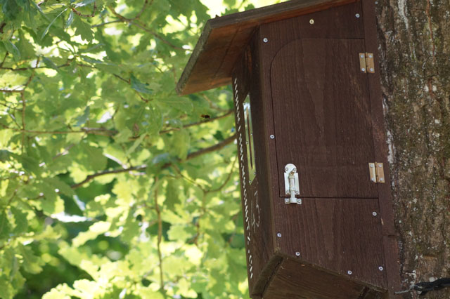 Hornissennest in Hornissenkasten 43