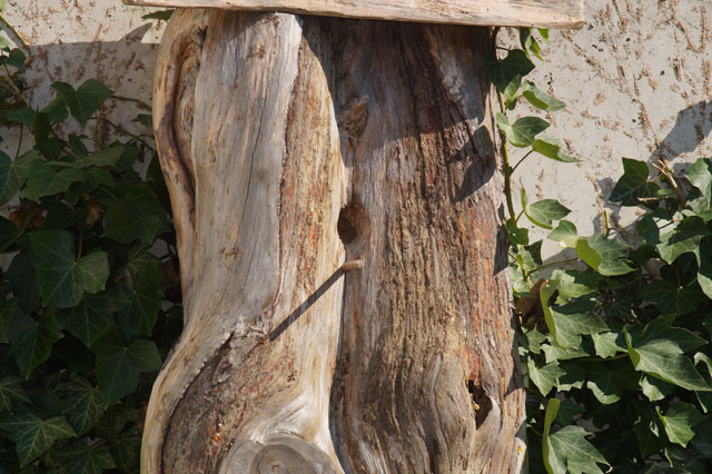 Hornissennest in Vogelnisthilfe