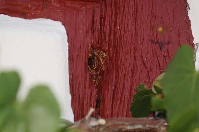Hornissennest in Wandhohlraum