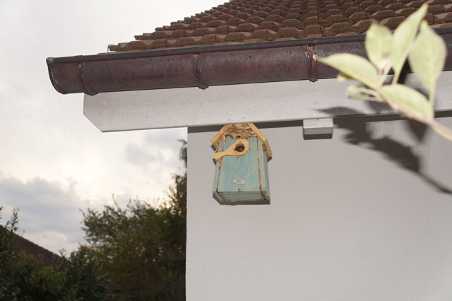 Hornissennest in Vogelnistkasten