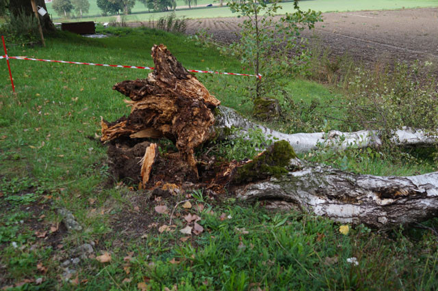 Hornissennest in Nussbaumhhle