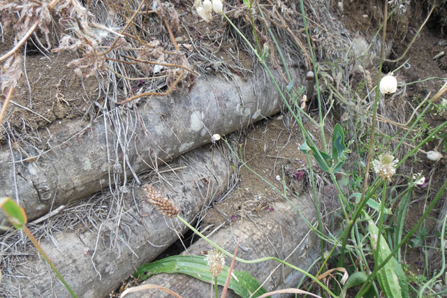 Schsische Wespen in Hornissenkasten 22