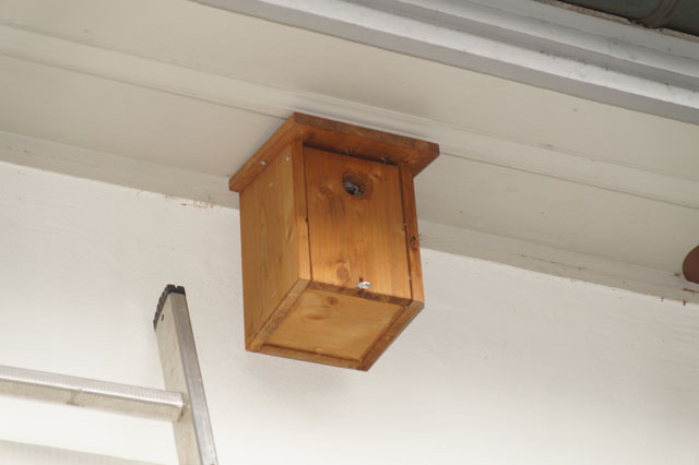 Schsische Wespen in Hornissenkasten 22