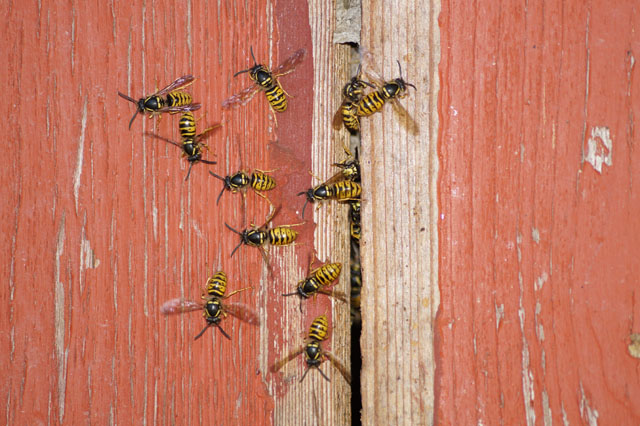 Sächsische Wespen in Waldhütte