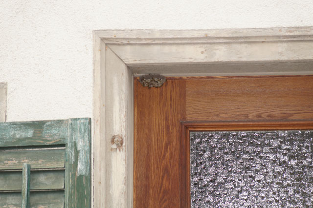 Haus-Feldwespe an Trsturz