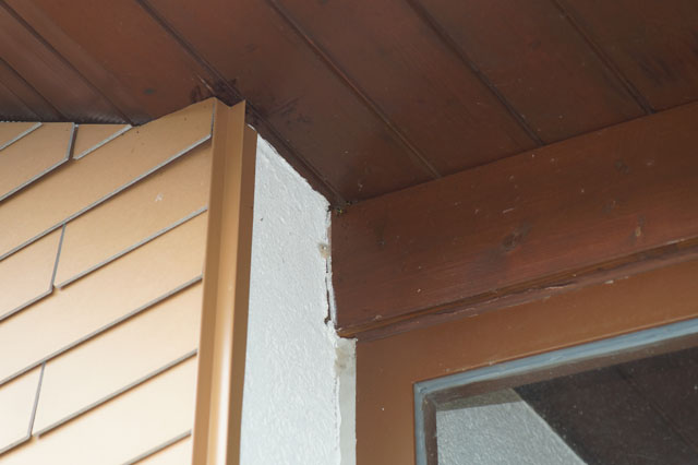 Deutsche Wespe in Zwischendach