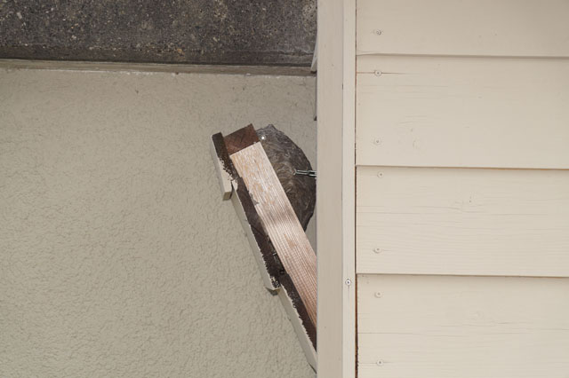 Schsische Wespen an Fensterladen
