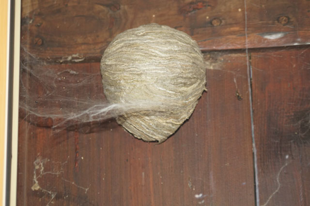 Sächsische Wespen in Fensterzwischenraum